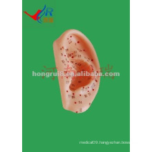 HR-508B vivid Ear acupuncture model 13CM,22cm ear acupuncture model